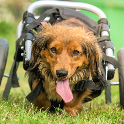 Featured Image For Mission ImPAWssible: Dog Wheelchair Build Team Building Event